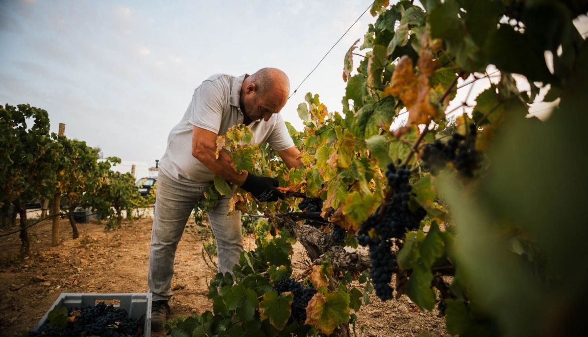 VENDIMIA NOCTURNA UVA TINTILLA MARCO DE JEREZ 10