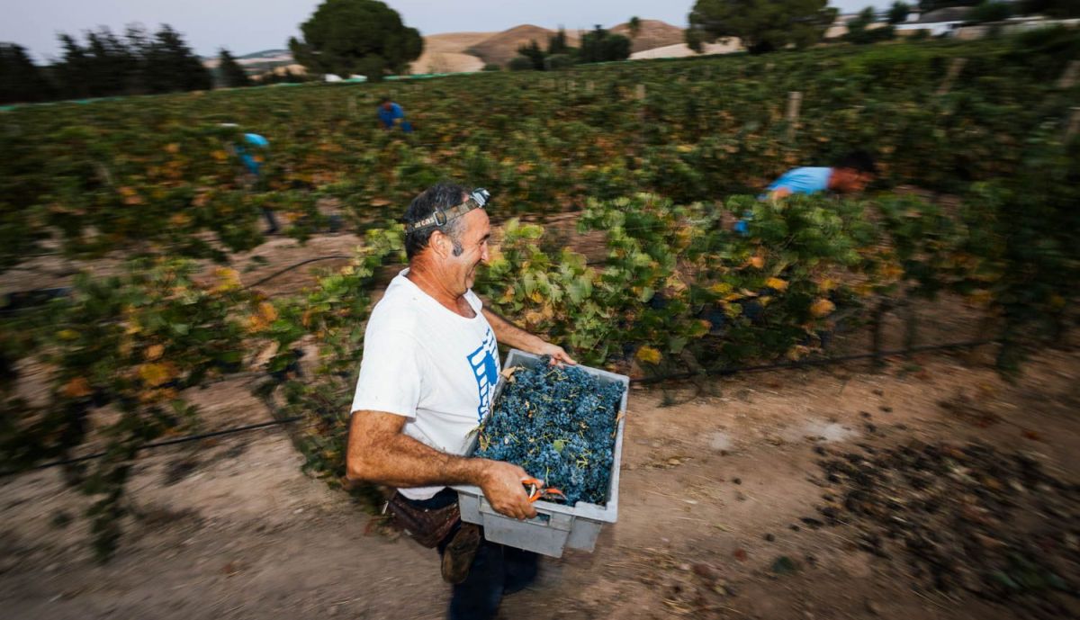VENDIMIA NOCTURNA UVA TINTILLA MARCO DE JEREZ 12