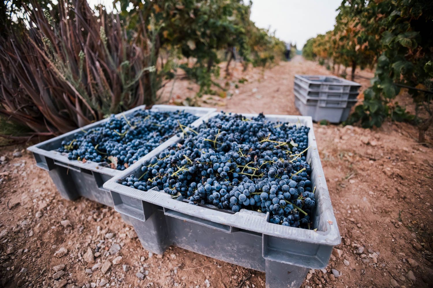 Cajas con uva Tintilla de Rota, la pasada vendimia.