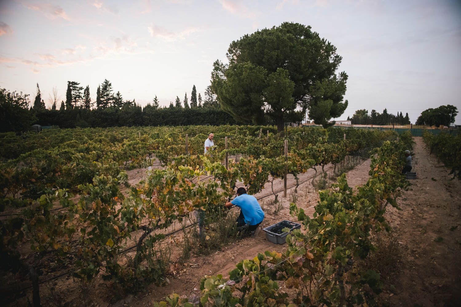 Cae la noche en la viñas mientras los vendimiadores no paran de cortar.