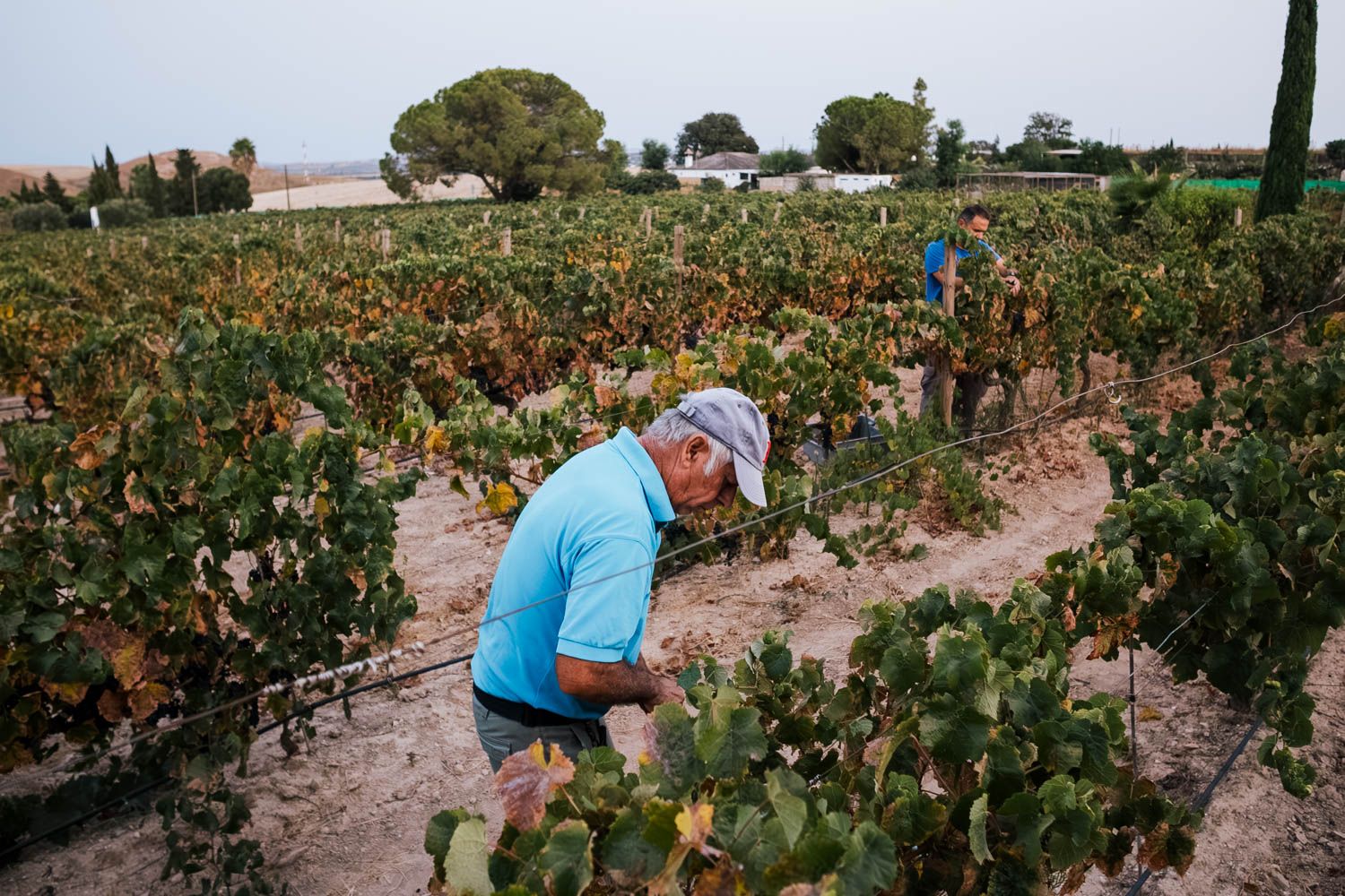 Un cortador buscando las uvas en la cepa.