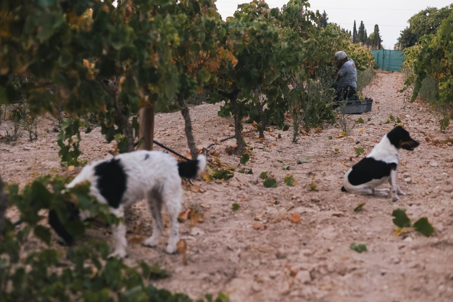 Un par de perrillos de la finca, con uno de los vendimiadores al fondo.