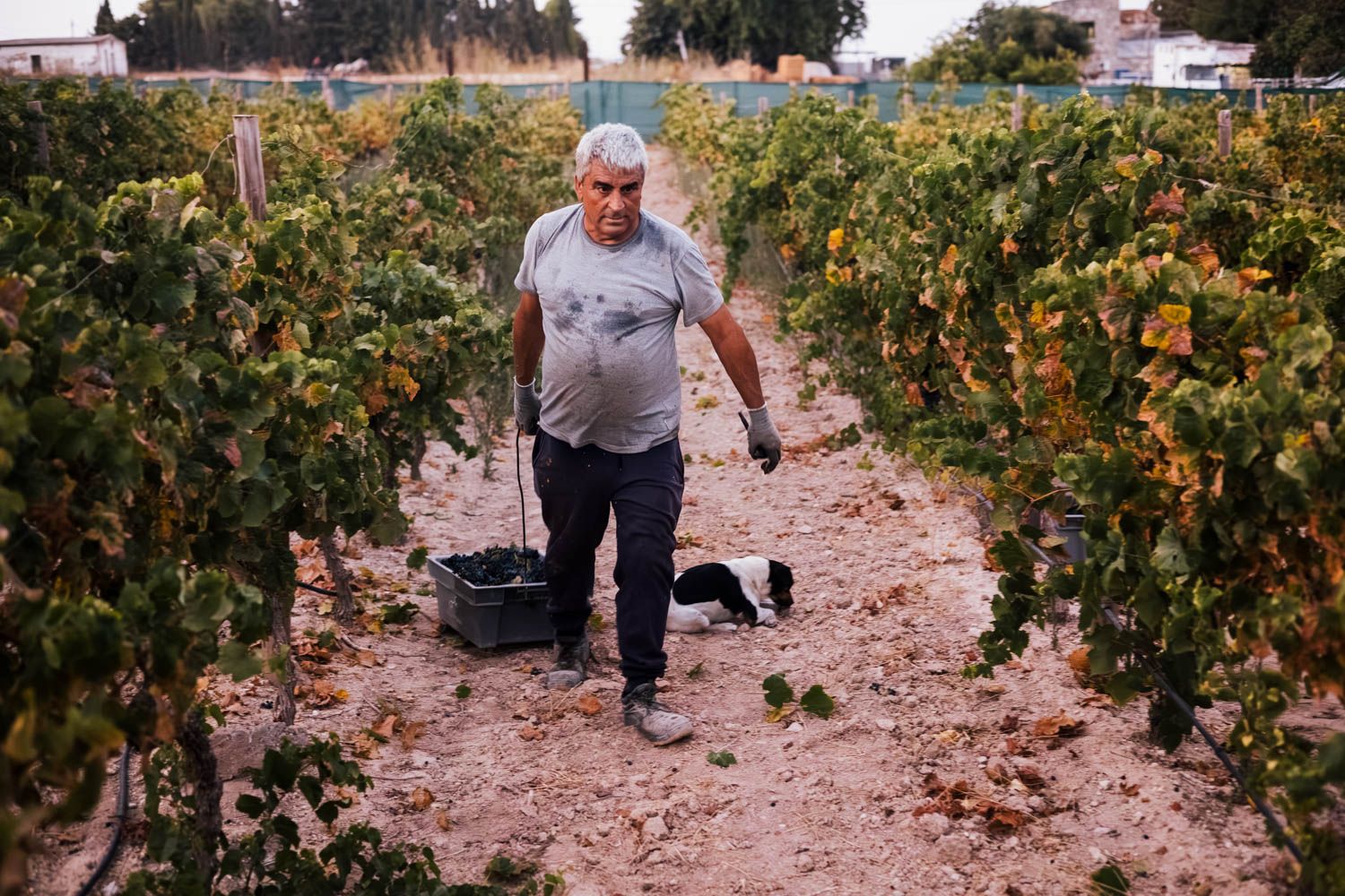 Arrastrando las cajas llenas de uva con una gavilla a modo de gancho.