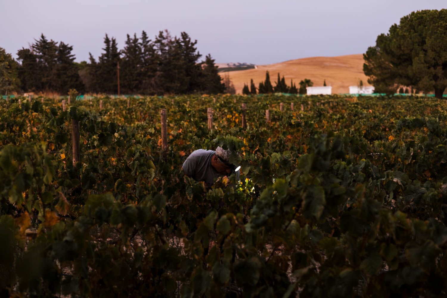Vendimia de uva Tintilla de Rota este verano en Jerez, en el pago de Montealegre. 