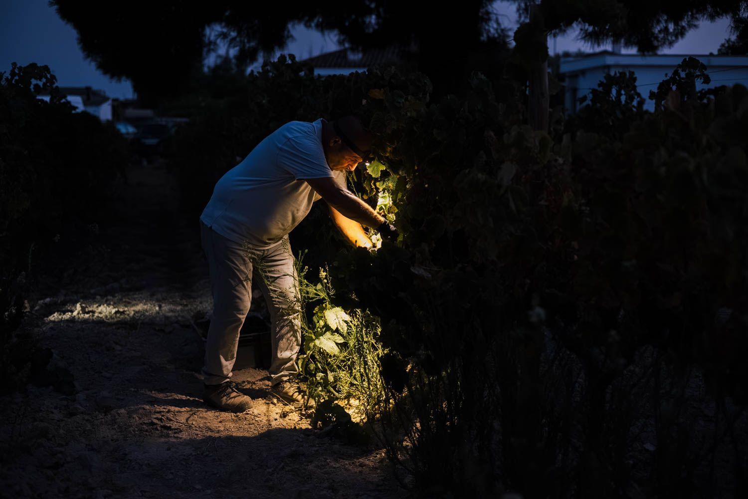 Las linternas frontales, la gran herramienta para iluminar las cepas.