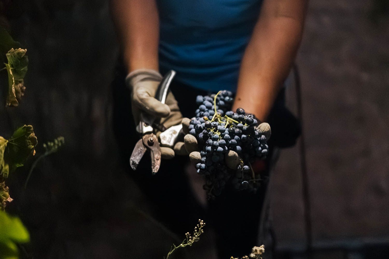 Racimo de uva recién cortado de la cepa.