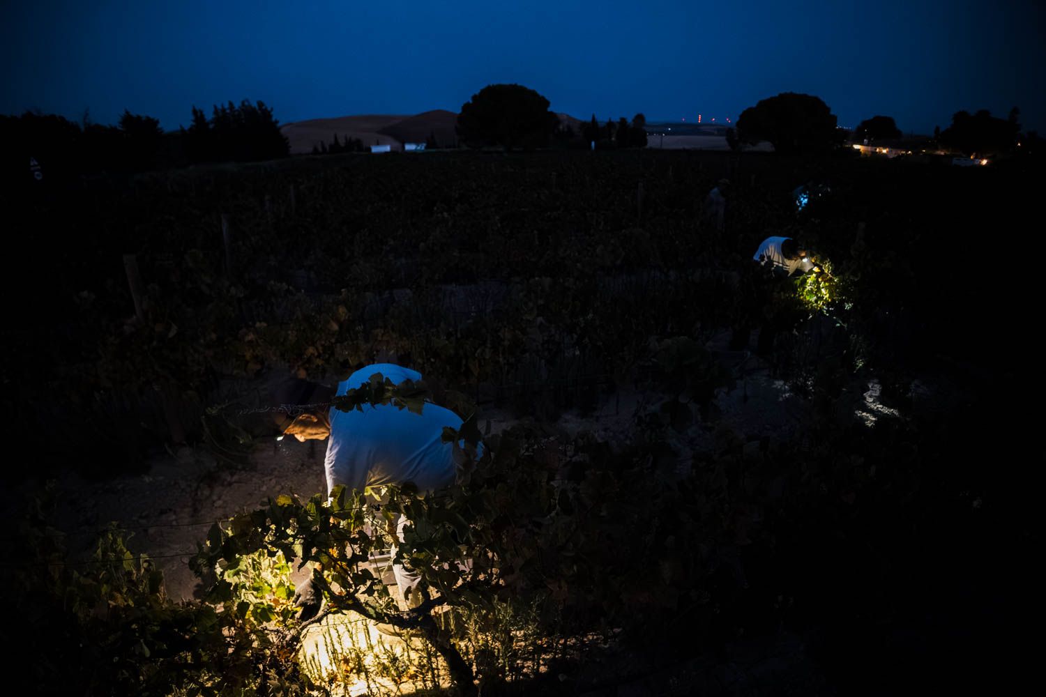 Vendimia nocturna de uva tintilla en las cercanías de Jerez.