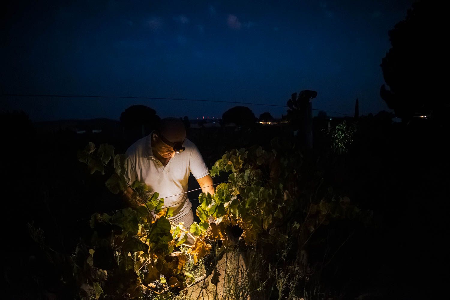 Con la única luz de su linterna un operario corta la uva. con la noche ya encima