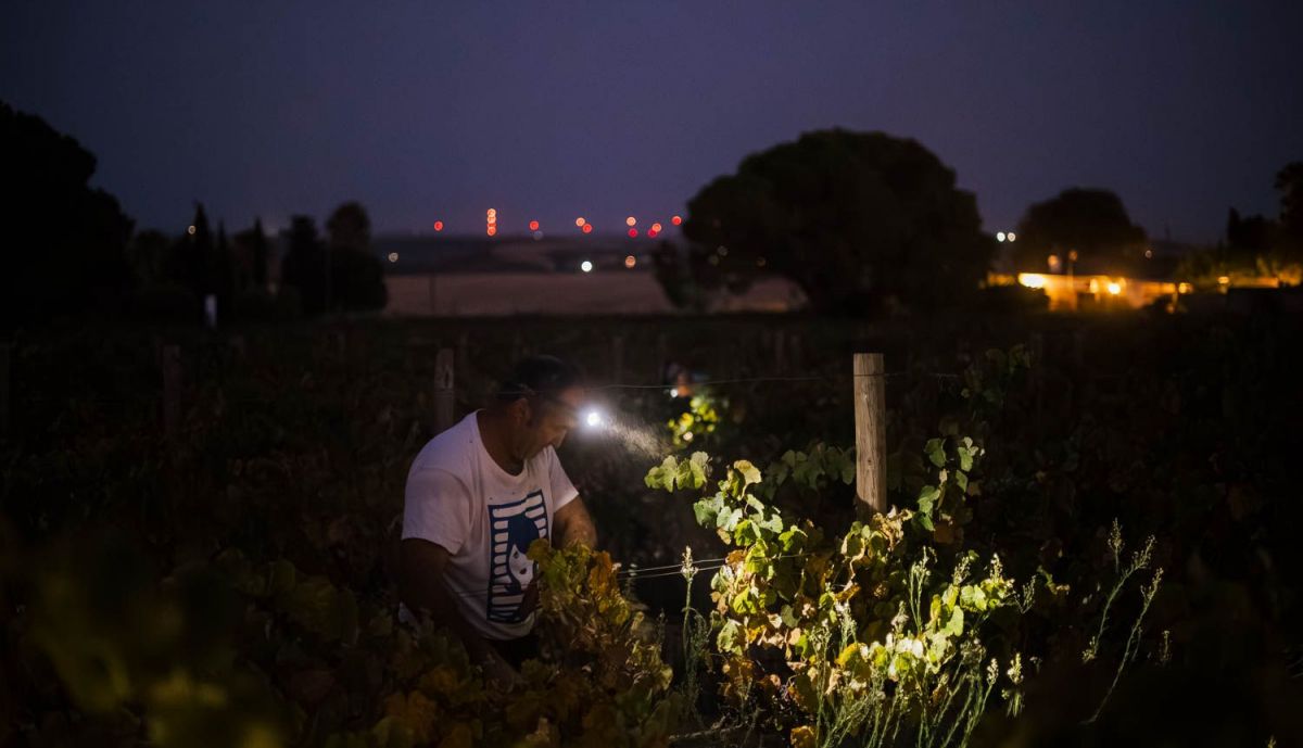 VENDIMIA NOCTURNA UVA TINTILLA MARCO DE JEREZ 35