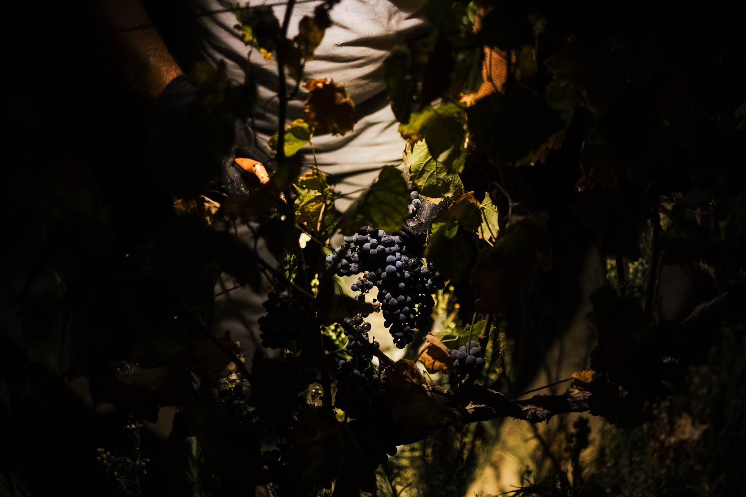 La luz del frontal iluminando uno de los racimos.