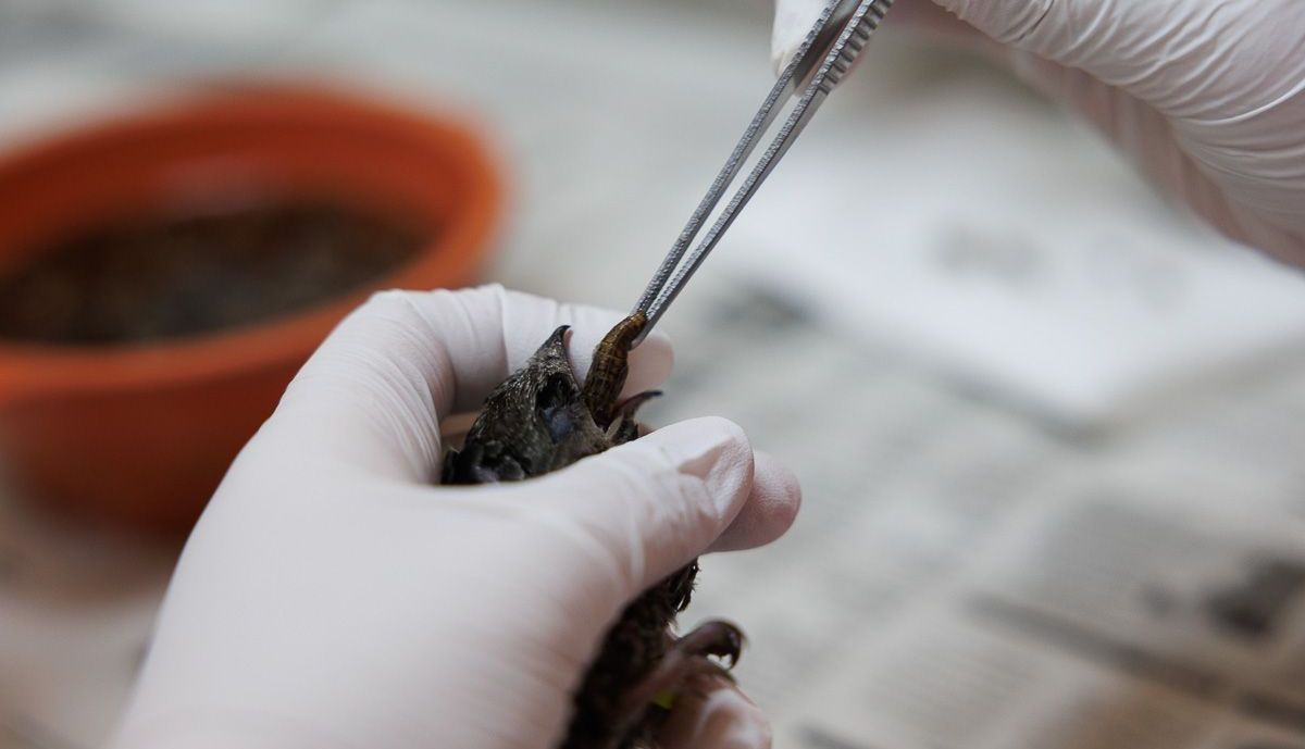 Zoo aves en peligro  02