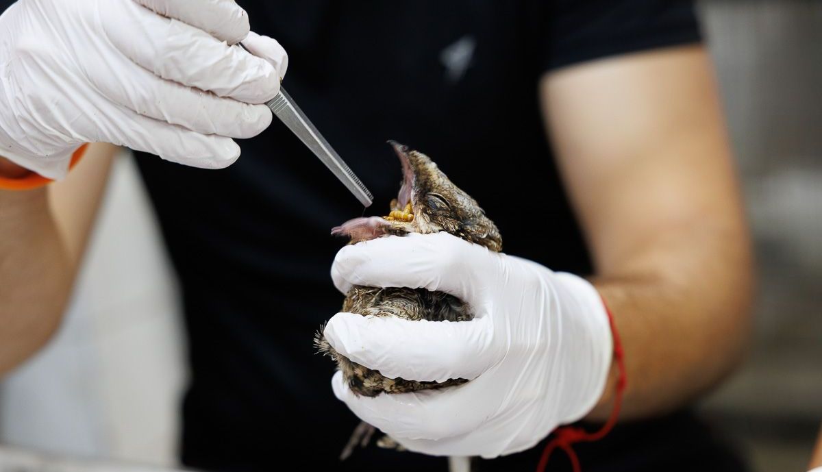 Zoo aves en peligro  03