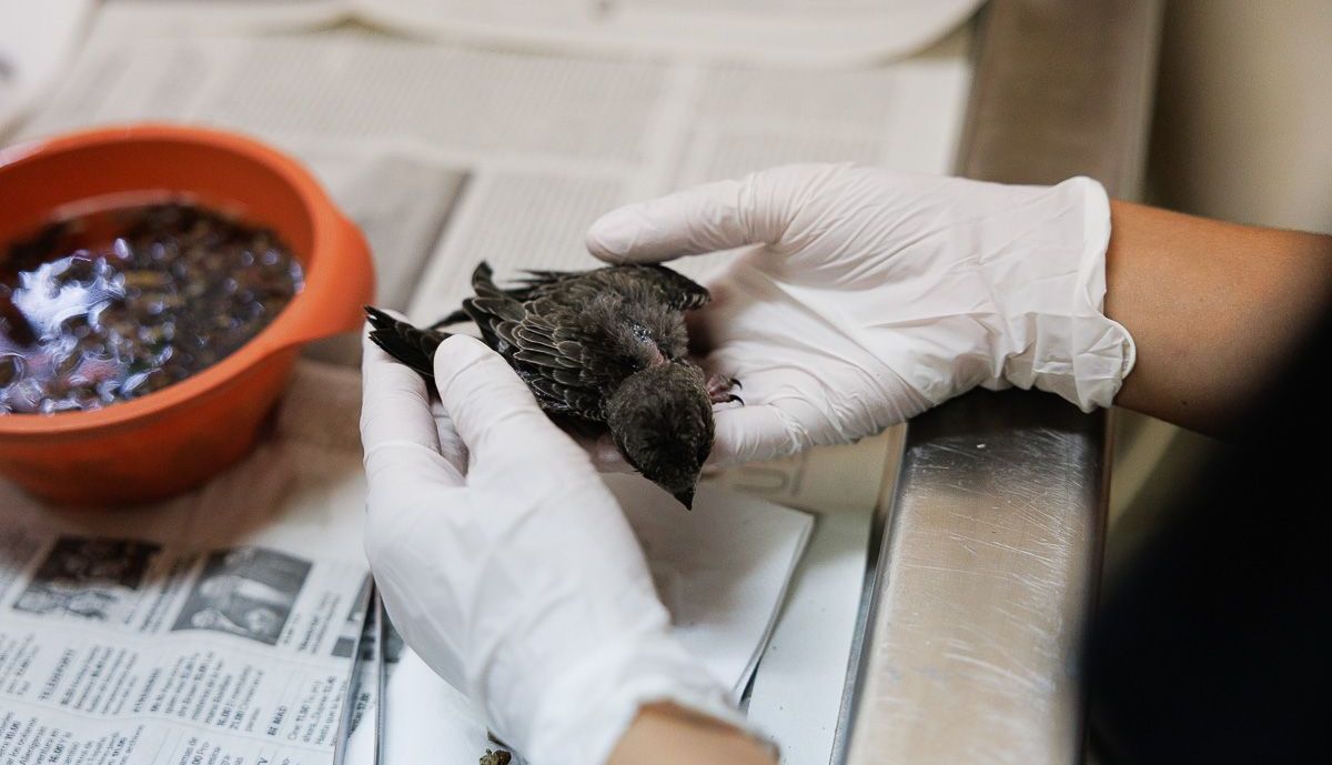 Zoo aves en peligro  05