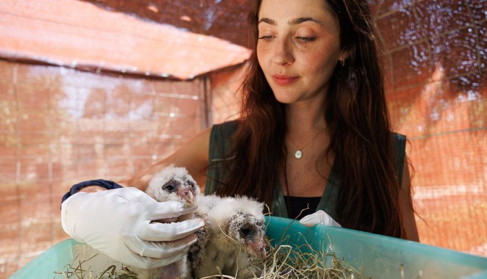 Zoo aves en peligro  12