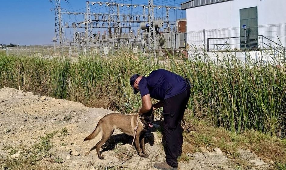 Uno de los perros del dispositivo de búsqueda desplegado en Chiclana. Uno de los perros del dispositivo de búsqueda desplegado en Chiclana.