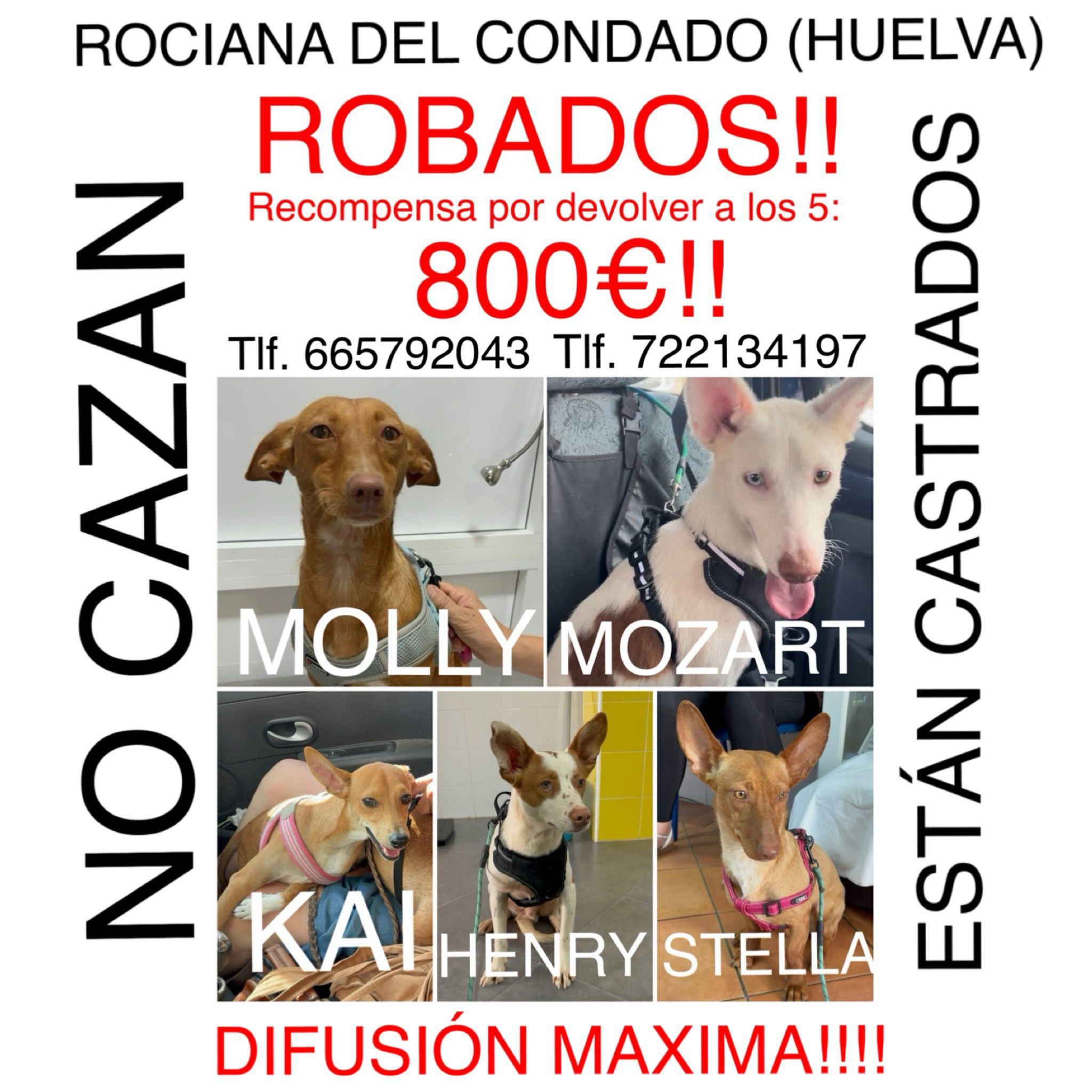 Cartel de búsqueda de los perros robados en Huelva.