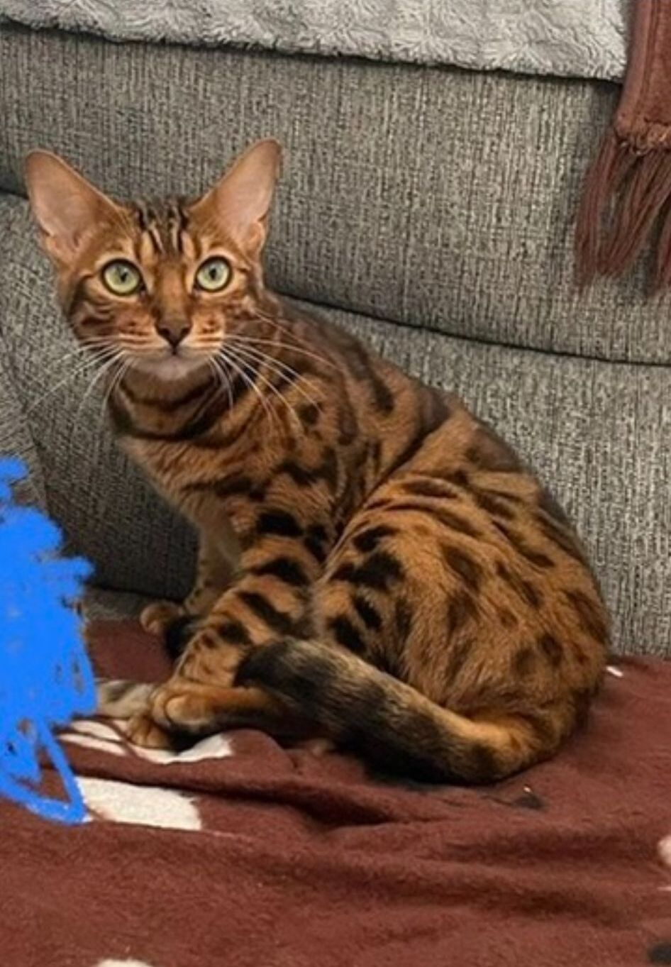 Akira, gata perdida en Jerez.