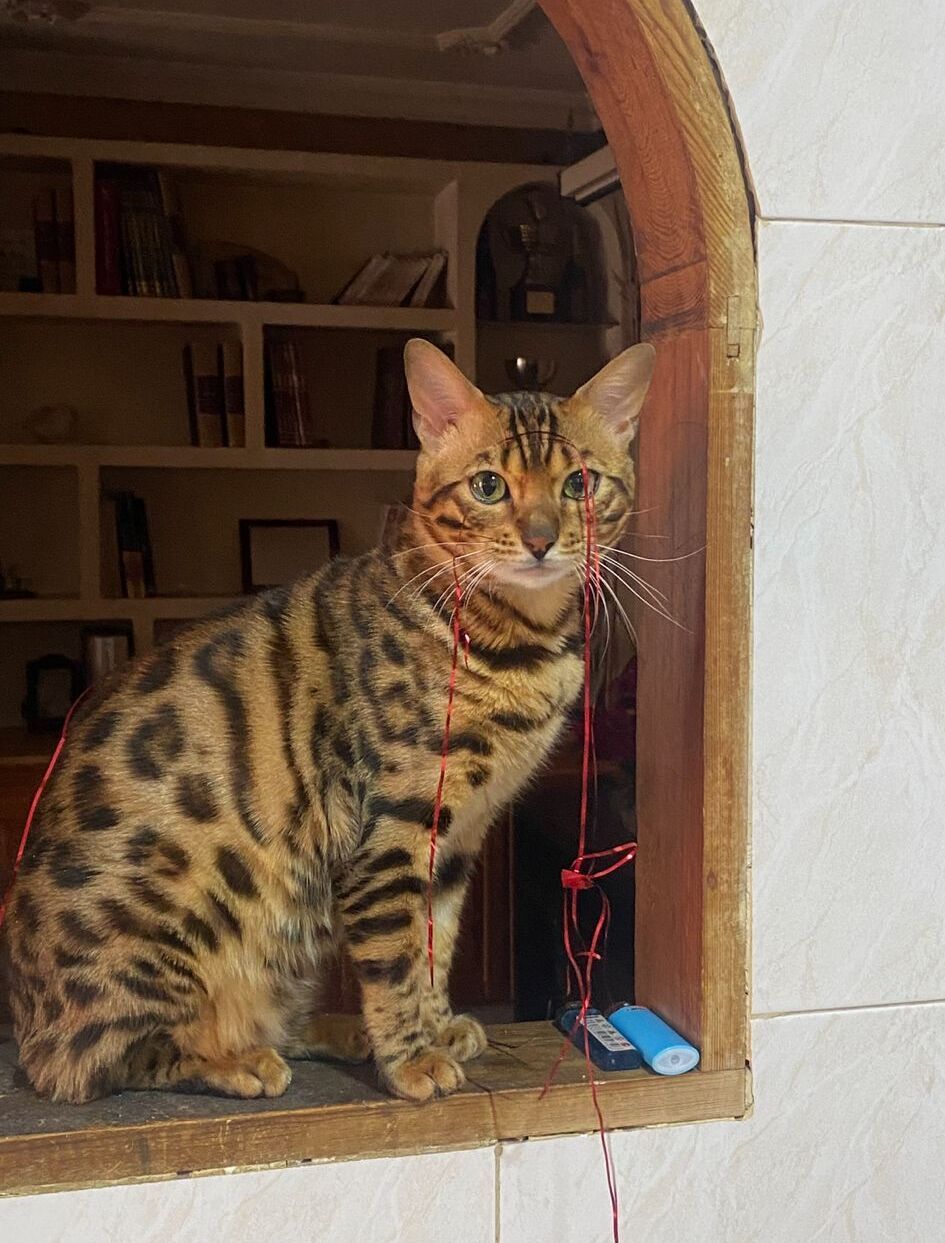 El gato Paco, perdido en El Pelirón.