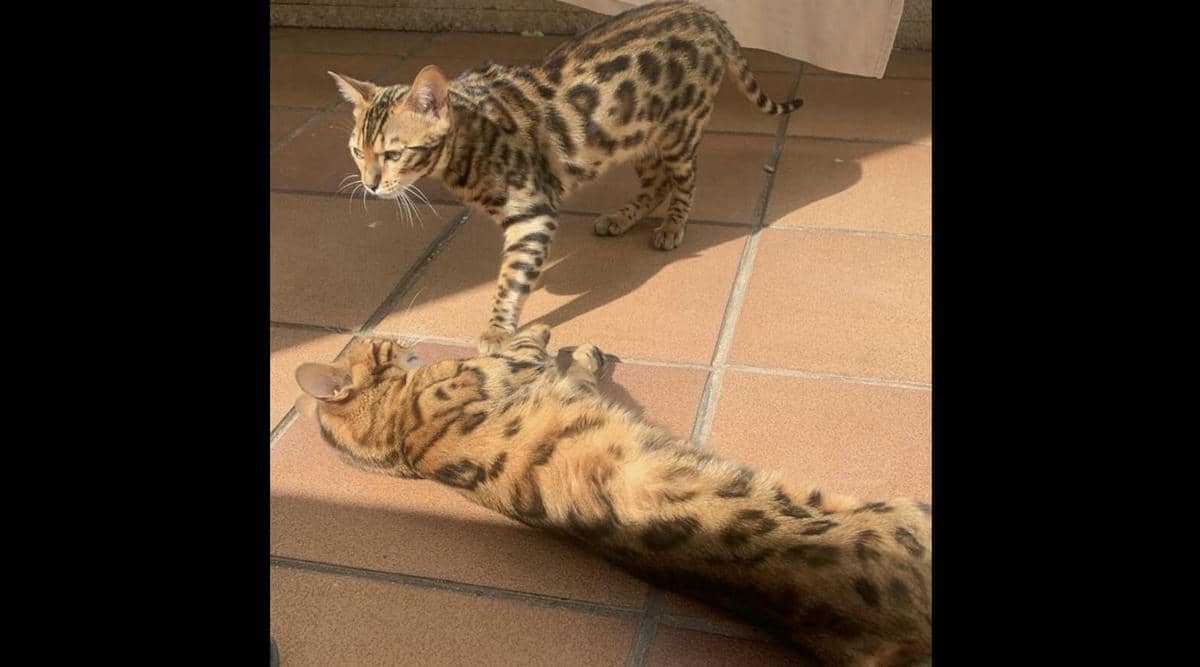 Los gatos Paco y Akira, perdidos en Jerez.
