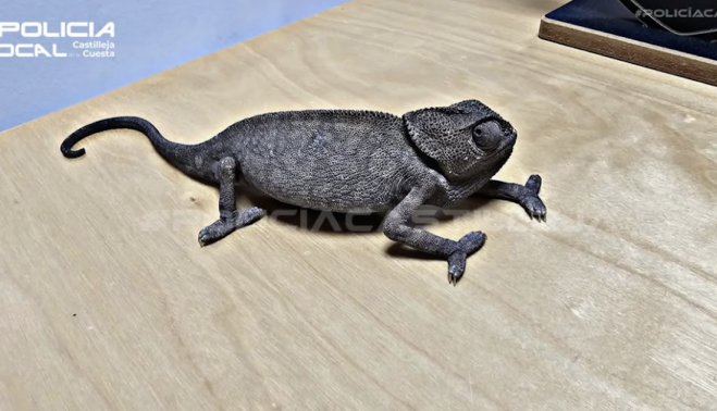 El 'agente camaleónico' de Castilleja de la Cuesta.