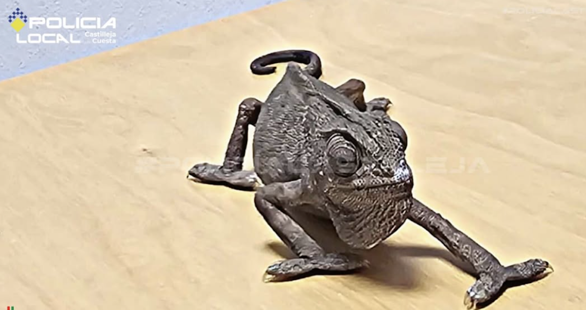 Camaleón en la Jefatura de Policía Local de Castilleja de la Cuesta.