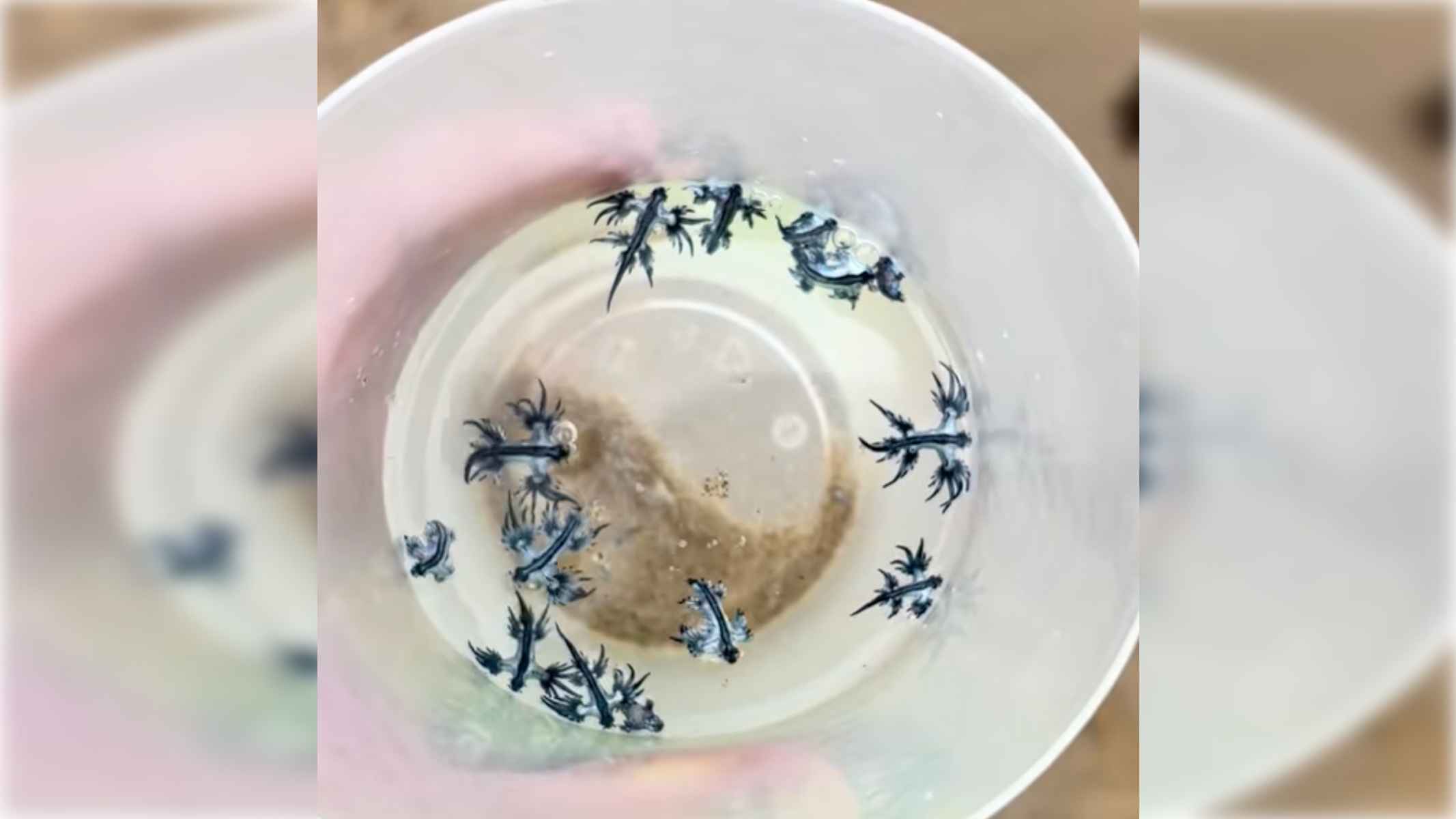 Varios ejemplares de dragón azul en un vaso tras ser cogidos por unos bañistas.
