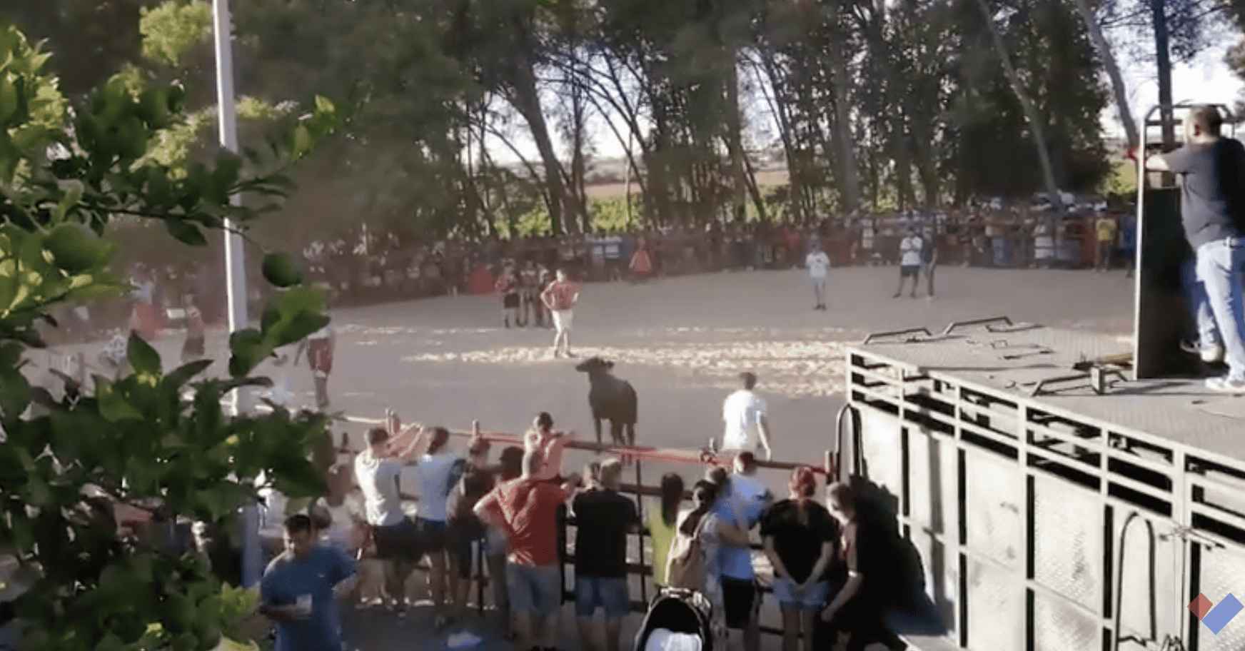 Una imagen del encierro celebrado en Estella del Marqués.