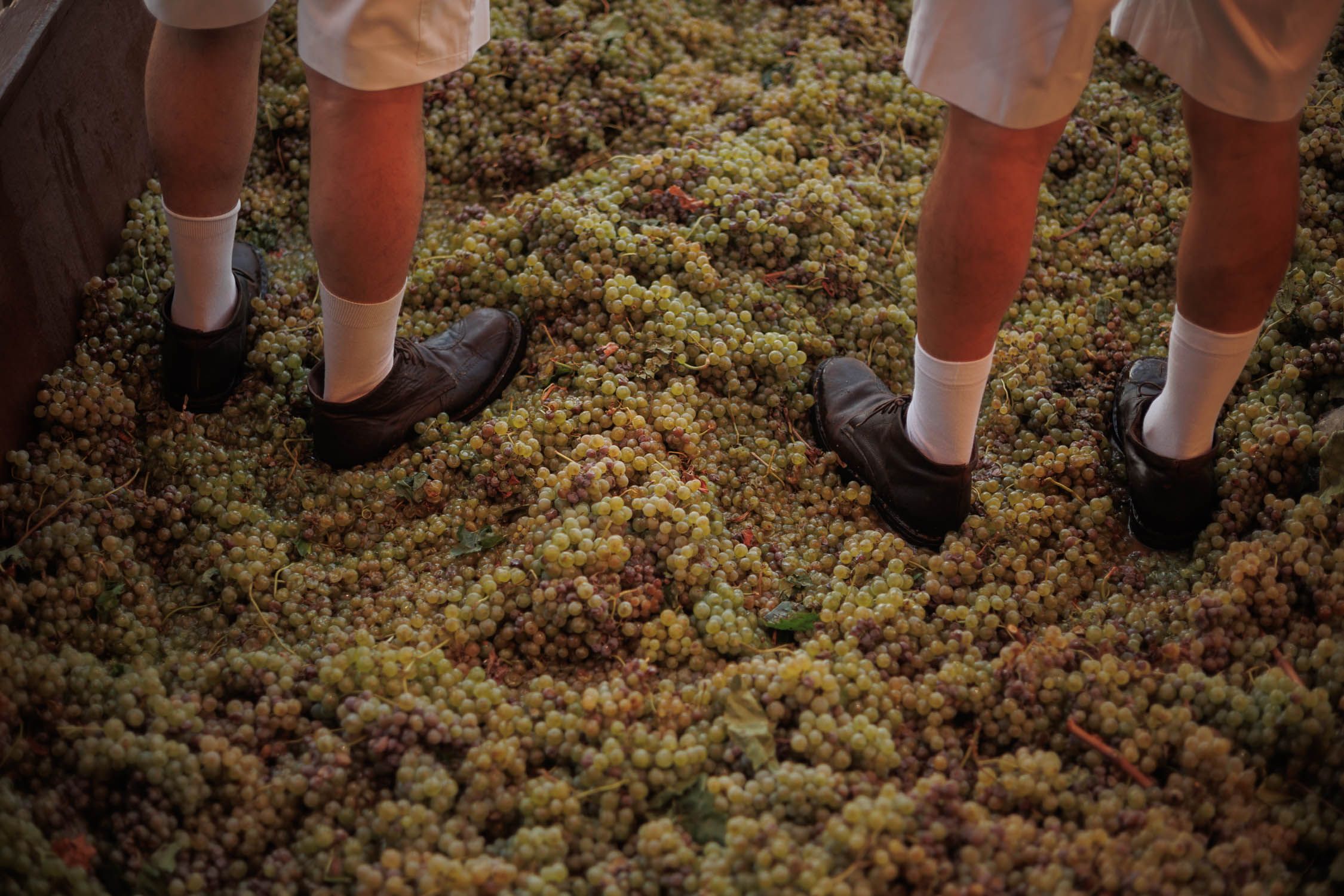 Detalle del suelo del lagar lleno de uvas