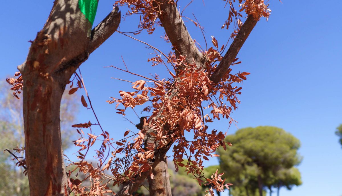 RANCHO LINARES CONSTRUCCION 01