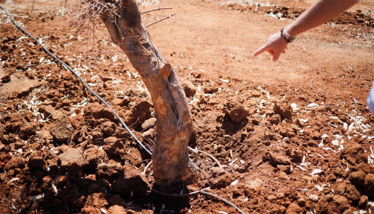 RANCHO LINARES CONSTRUCCION 02