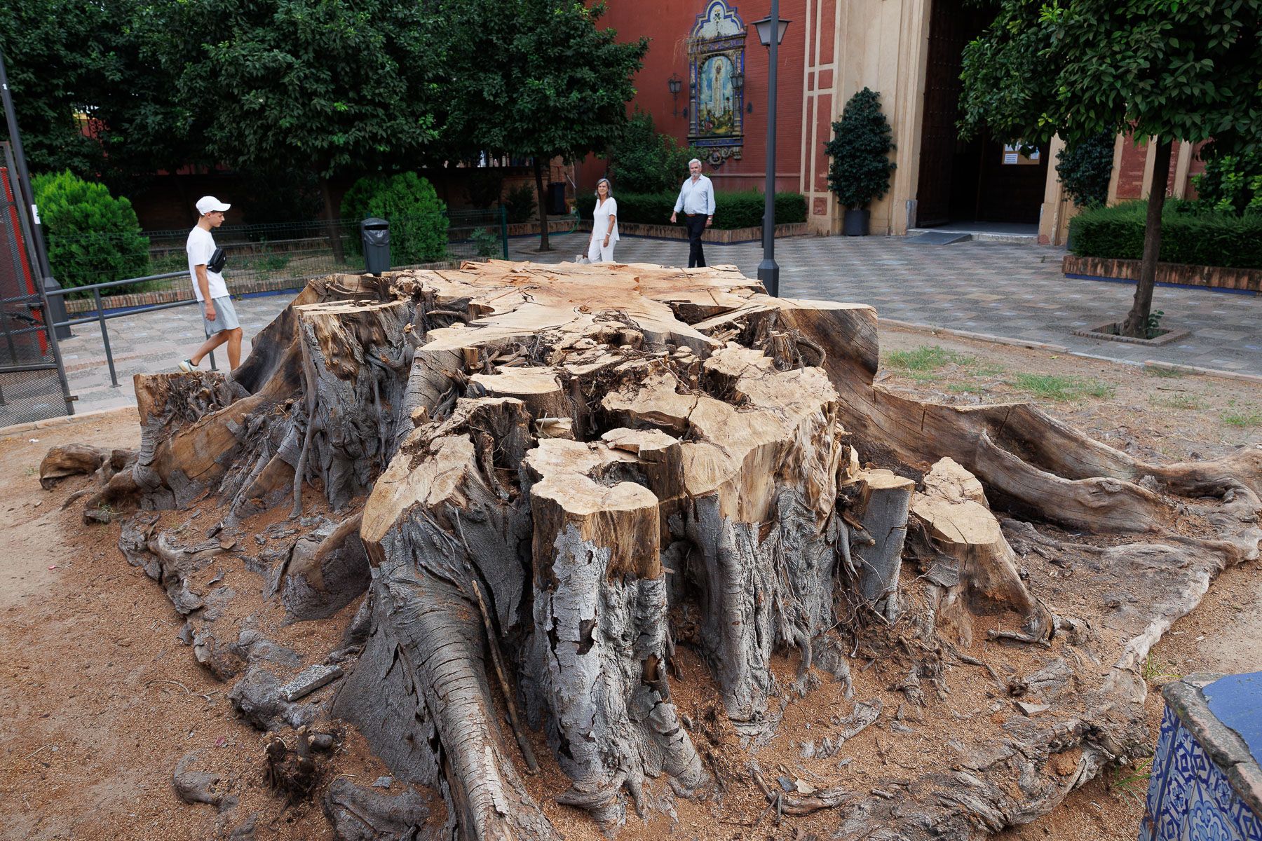 Cura Ficus San Jacinto  08