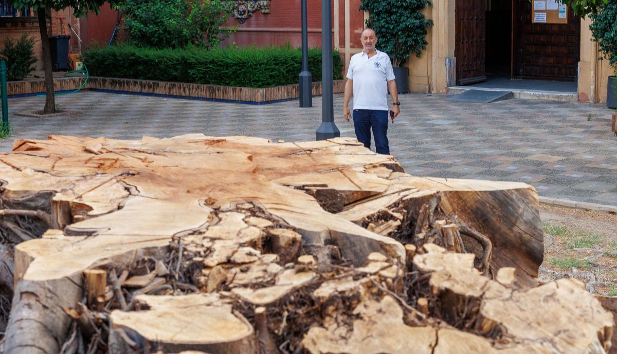 Cura Ficus San Jacinto  09