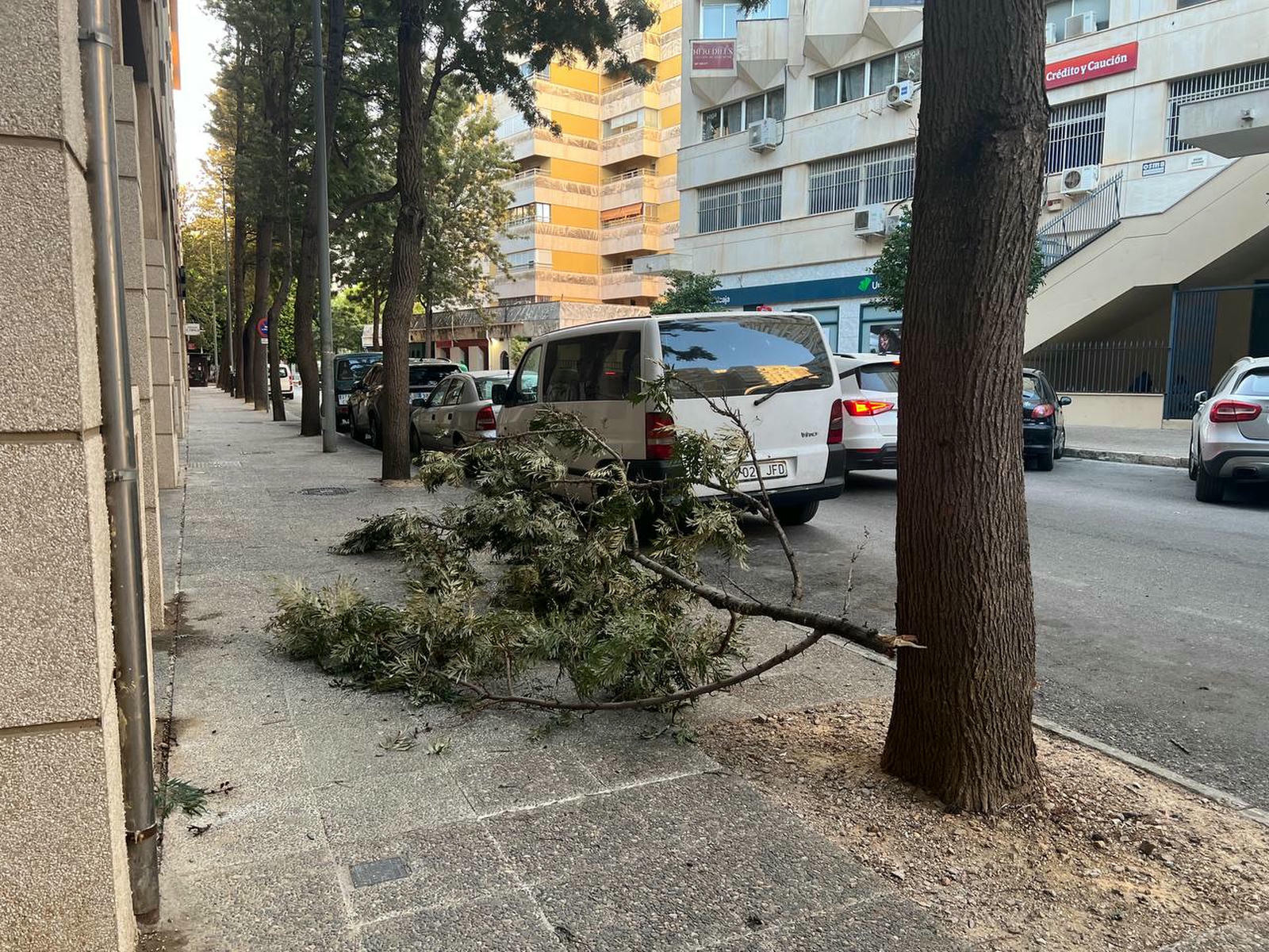 Una rama caída en la mañana de este sábado en Jerez.