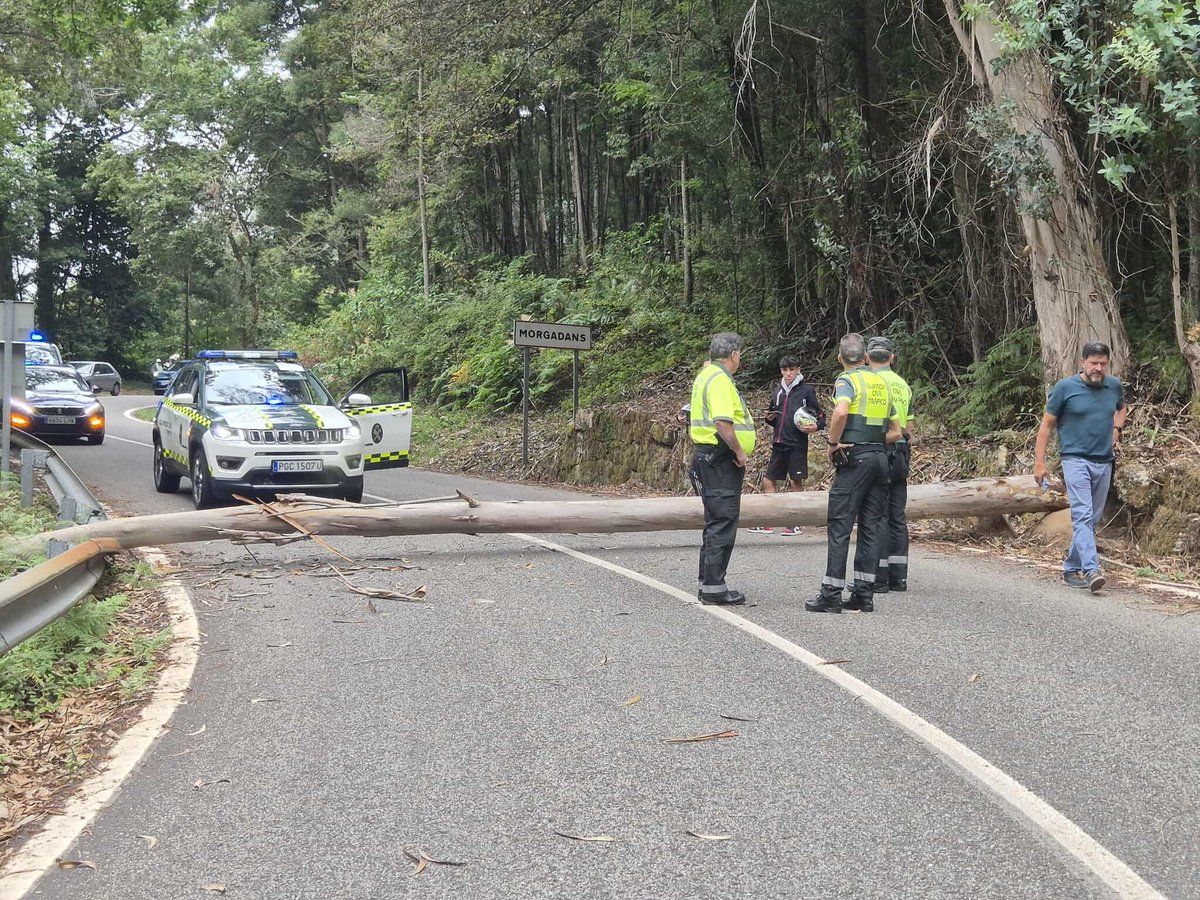 El árbol interrumpiendo el paso en la etapa de la Vuelta ciclista.