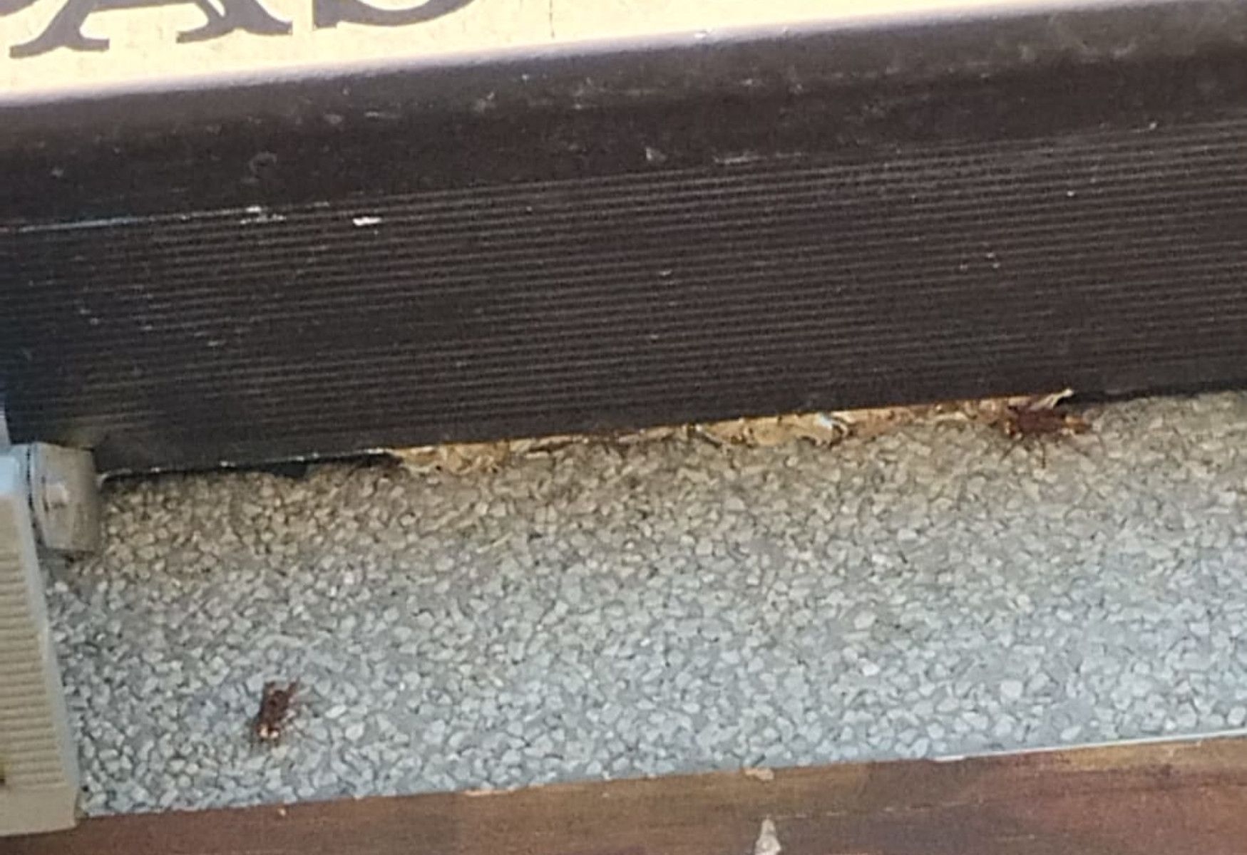 Avispas saliendo del hueco entre la pared y el cartel