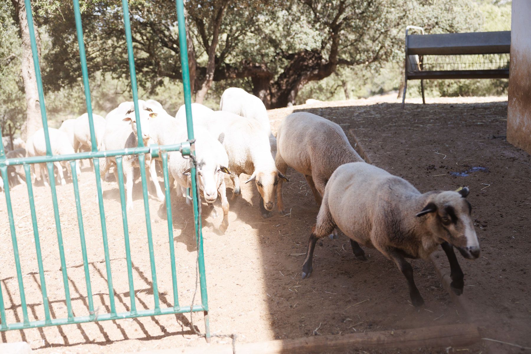 Ovejas de Grazalema, en una imagen reciente.