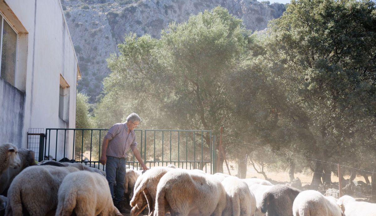 Oveja Merina de Grazalema  13