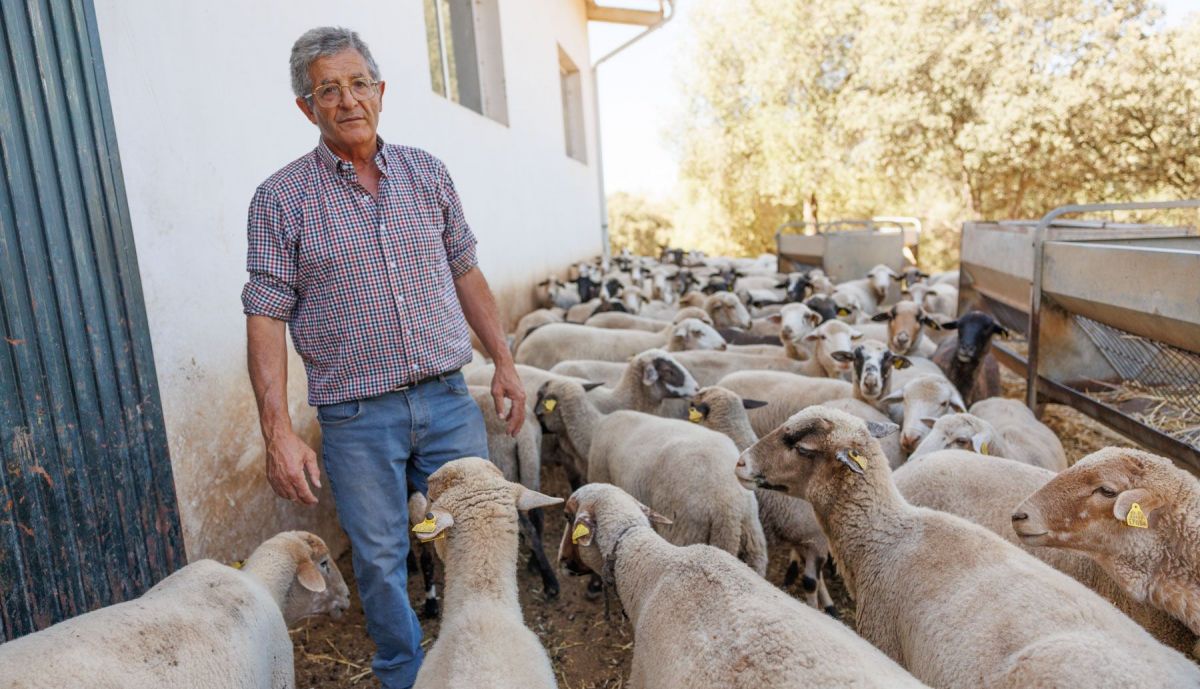 Oveja Merina de Grazalema  06