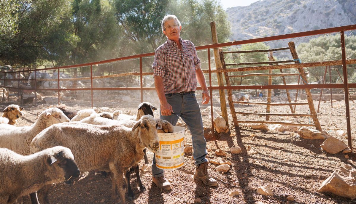 Oveja Merina de Grazalema  03