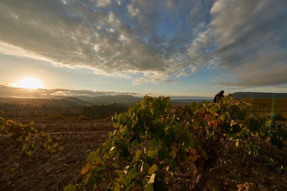 Bonita imagen de este viñedo en la zona montañosa de Valencia.