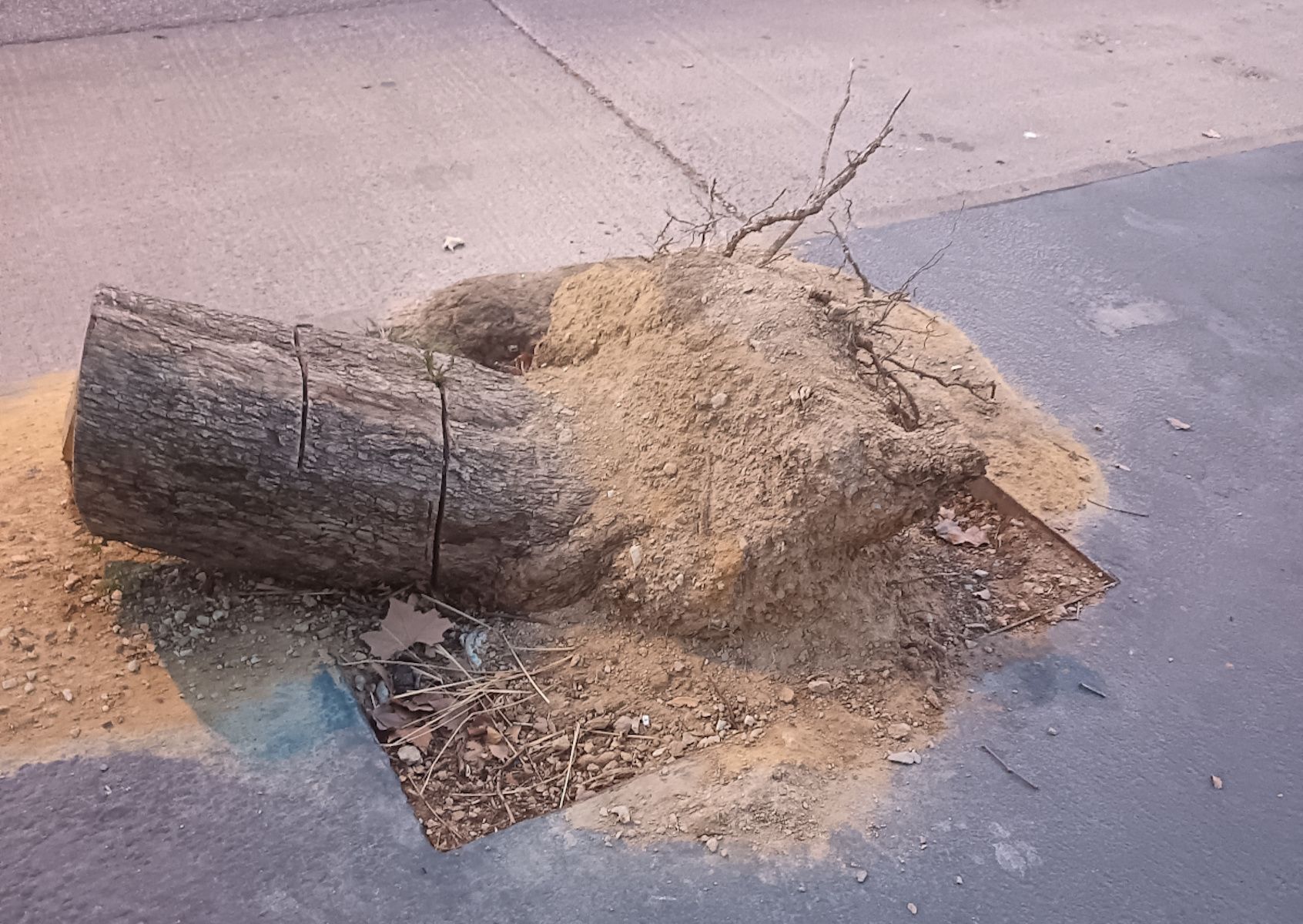 Estado de los alcorques en Jerez.