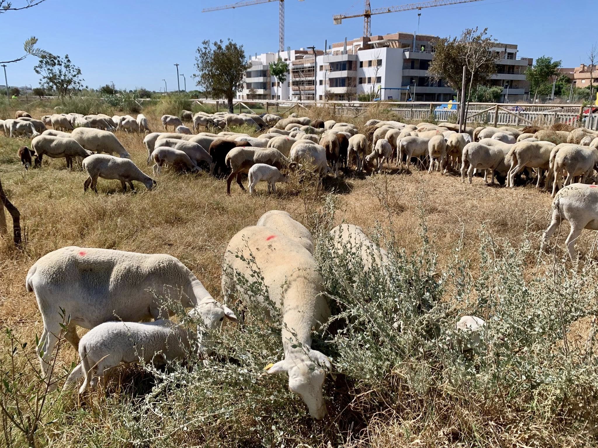Trabajos de desbroce en terrenos de Rota con cientos de ovejas.