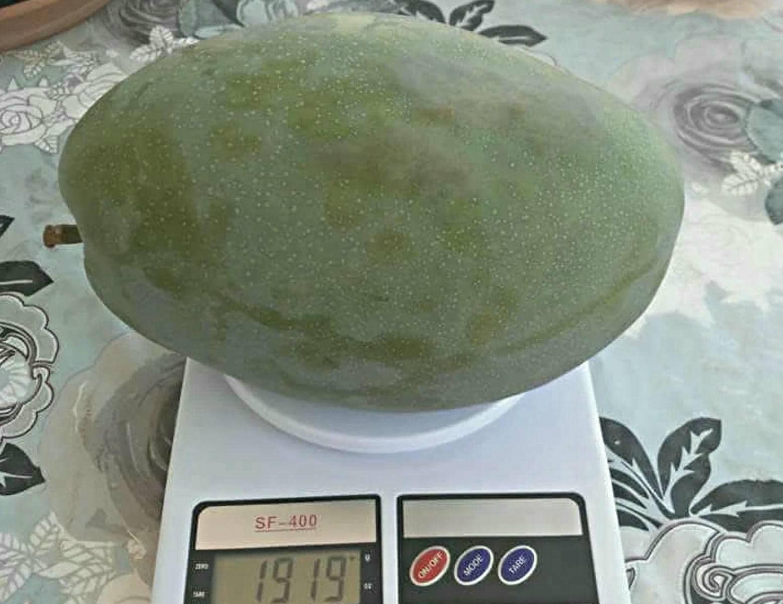 Un mango de casi dos kilos recogido en Triana, en Málaga, epicentro de este cultivo.