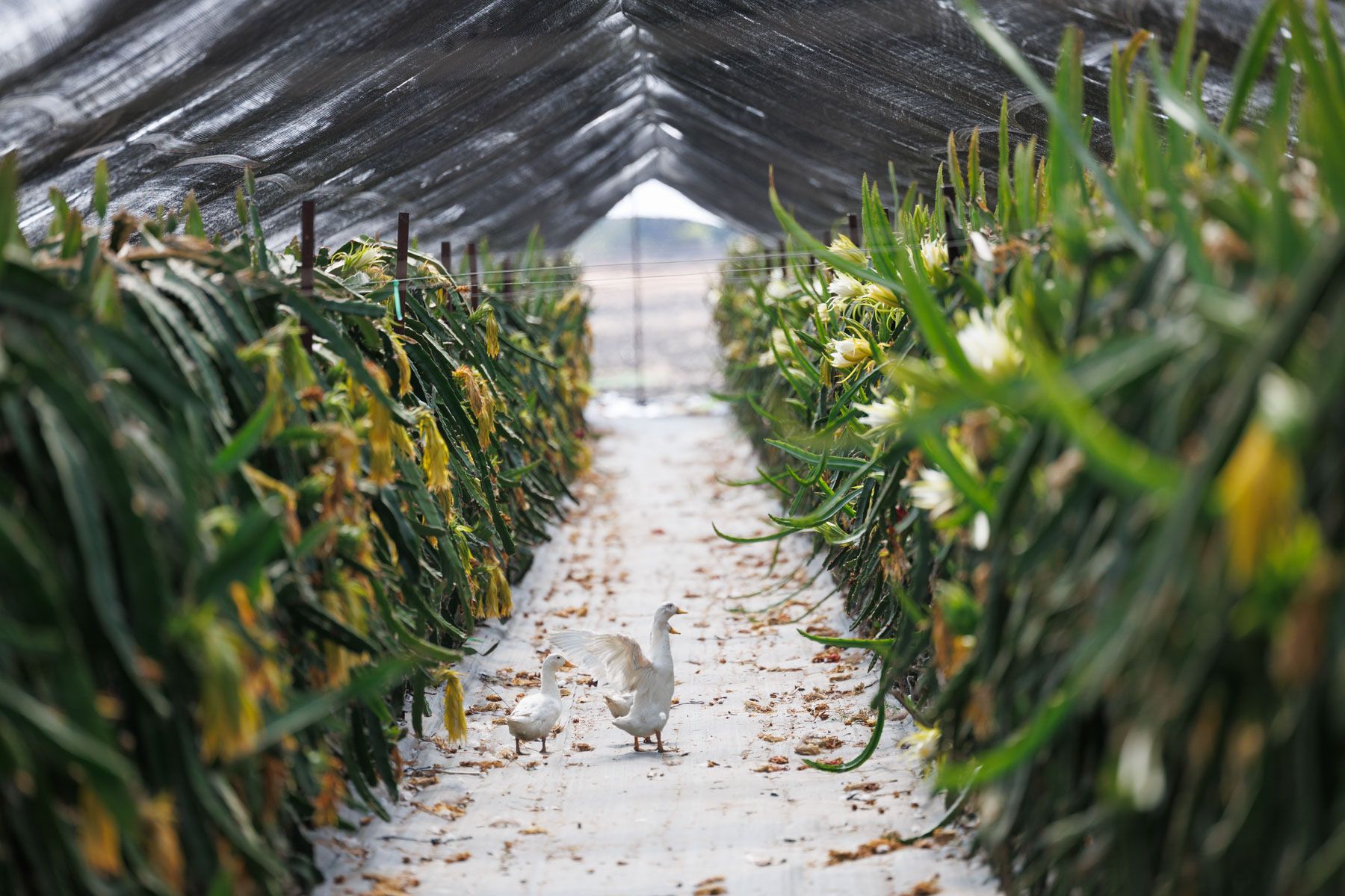 Imagen de archivo de un invernadero.