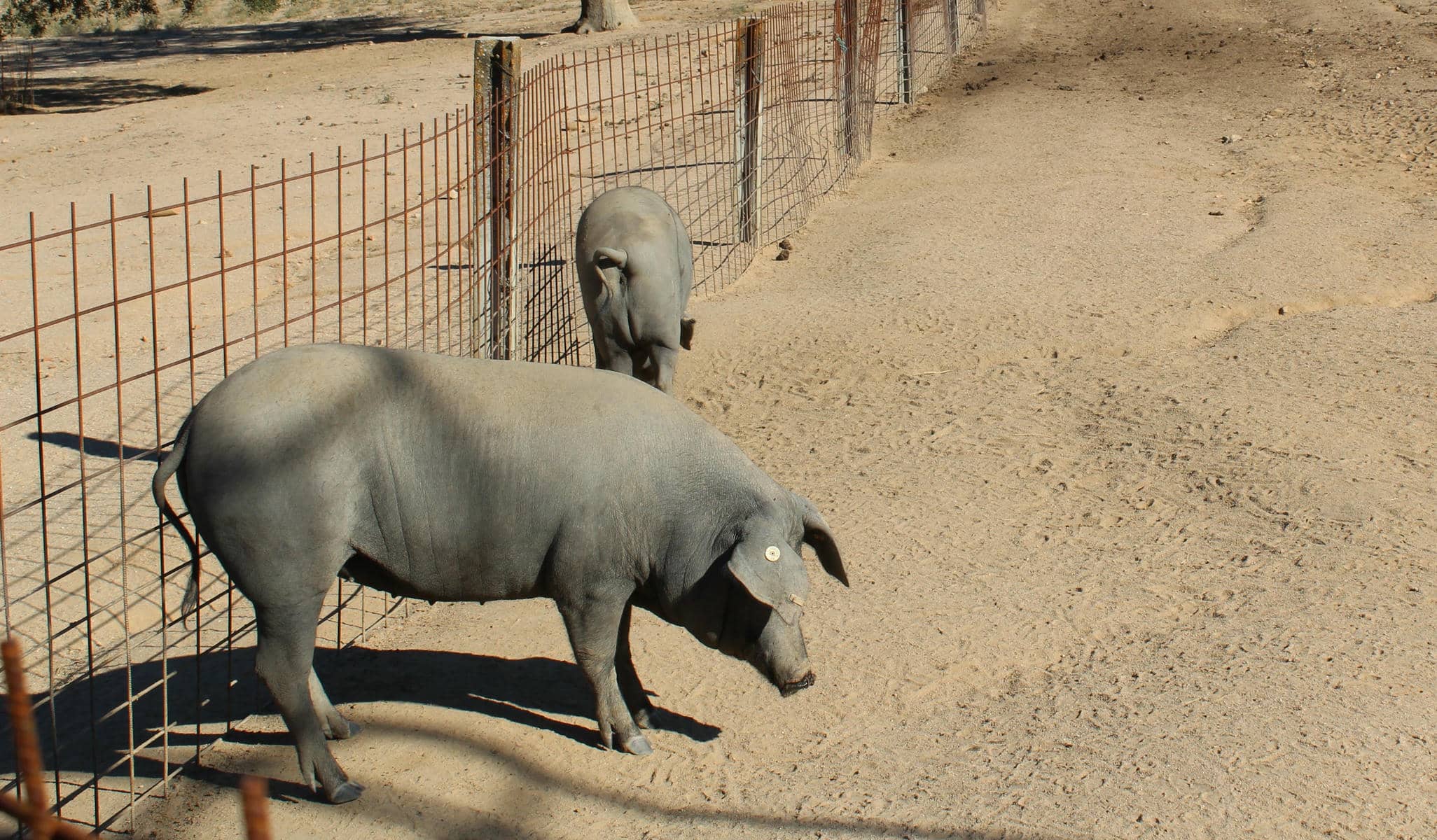 Un cerdo ibérico en Andalucía.