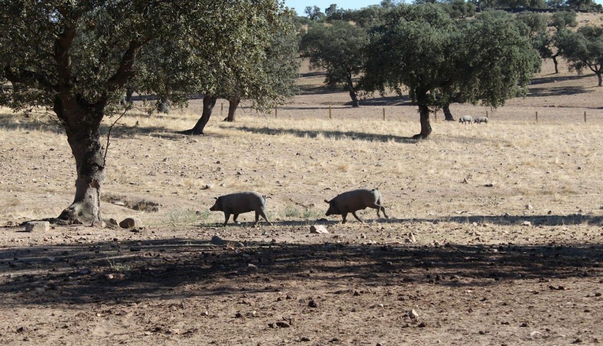porcino ibérico en la dehesa 2 (1)