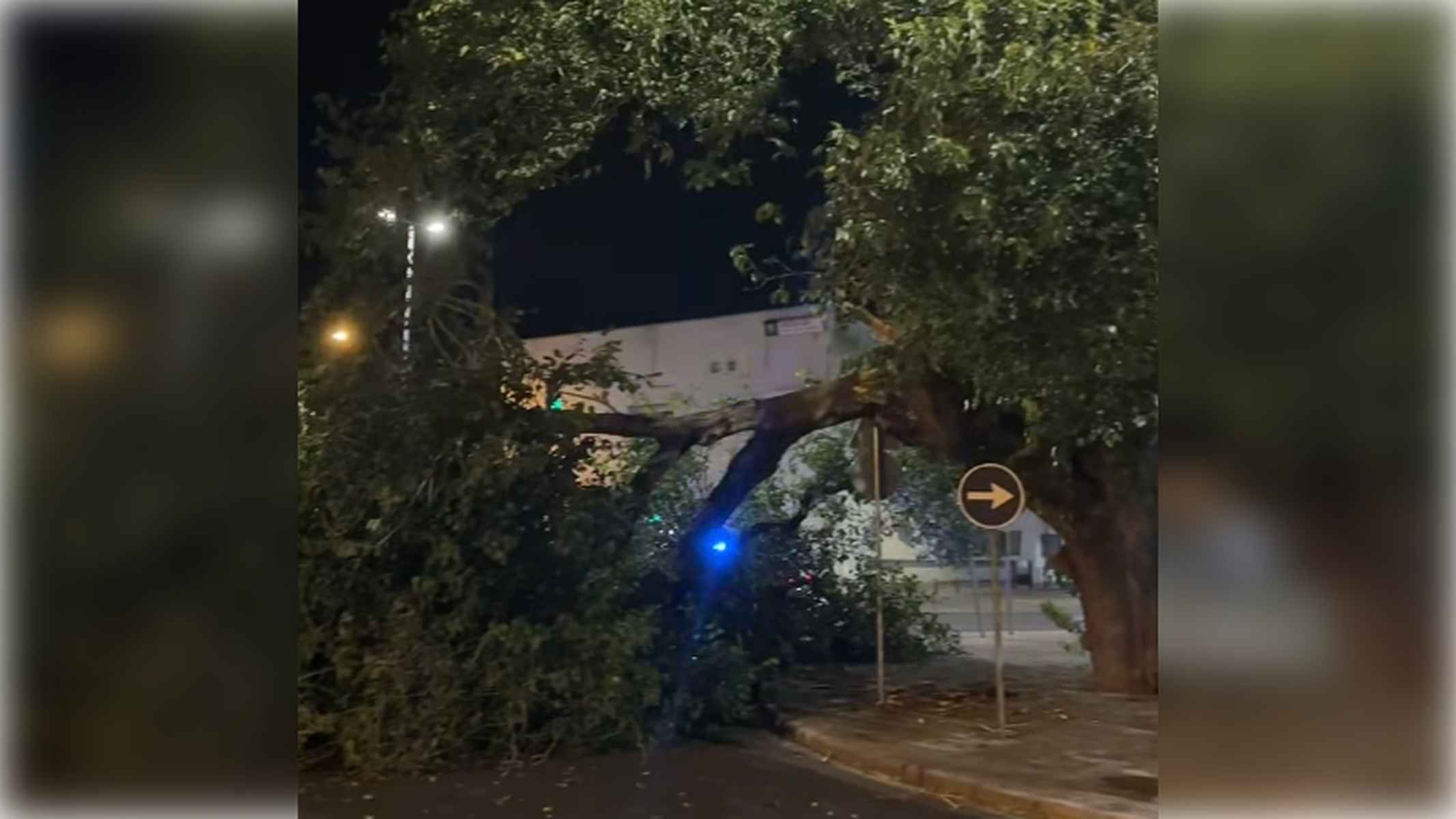 El árbol de grandes dimensiones que ha caído en La Milagrosa.