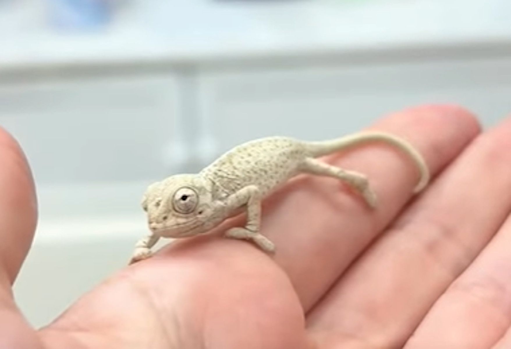 Una de las crías de camaleón nacidas en el Zoo de Jerez.