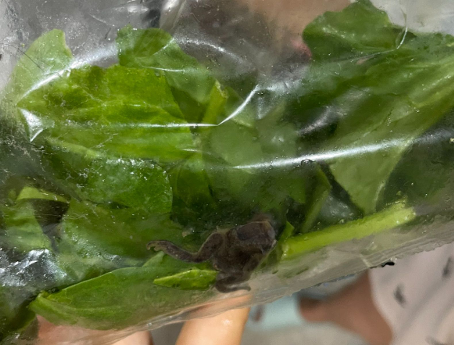 Una clienta se encuentra una rana en una bolsa de espinacas de Mercadona.