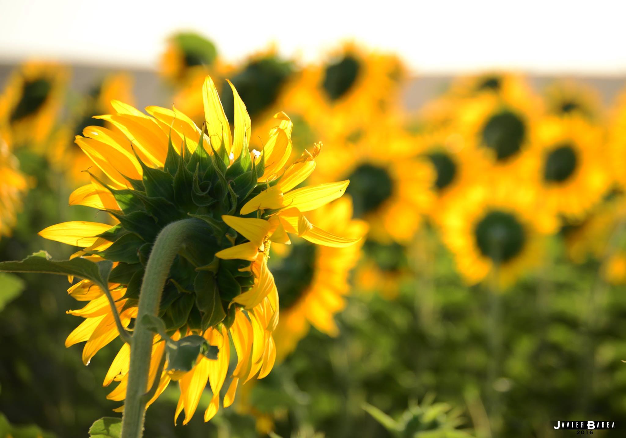 girasoles-javier_barba.jpg